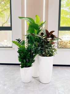 宁波余姚花卉租赁专业