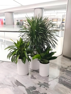 宁波前湾植物出租哪家好